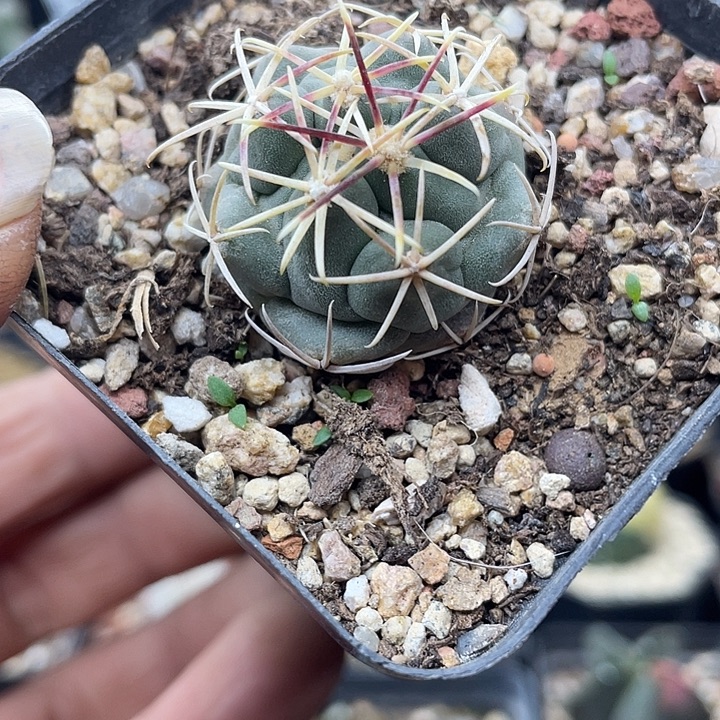 实生大红鹰一颗包邮