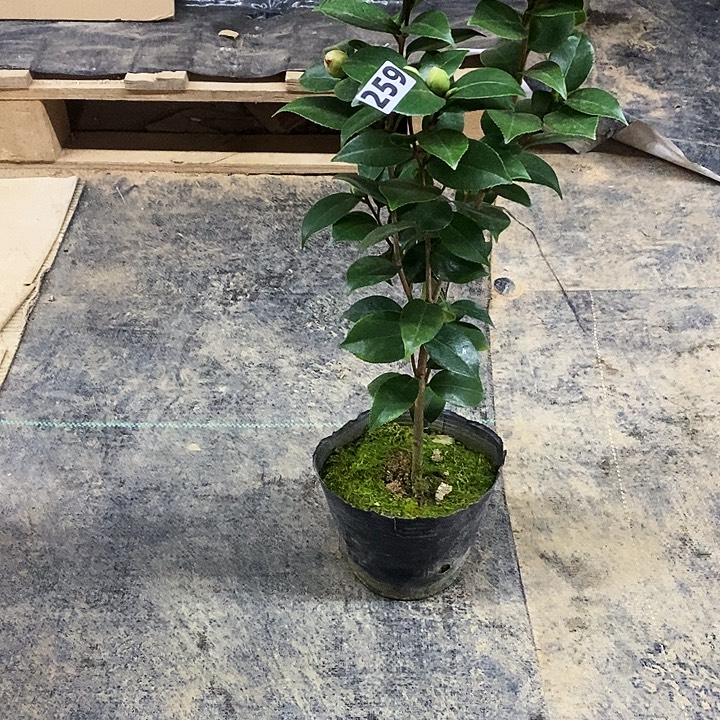 十八学士。        259。