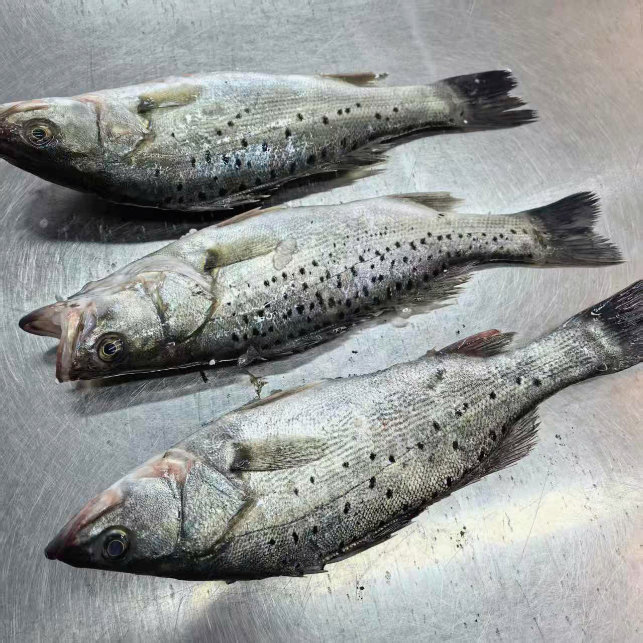 大连野生鲈鱼4斤顺丰包邮