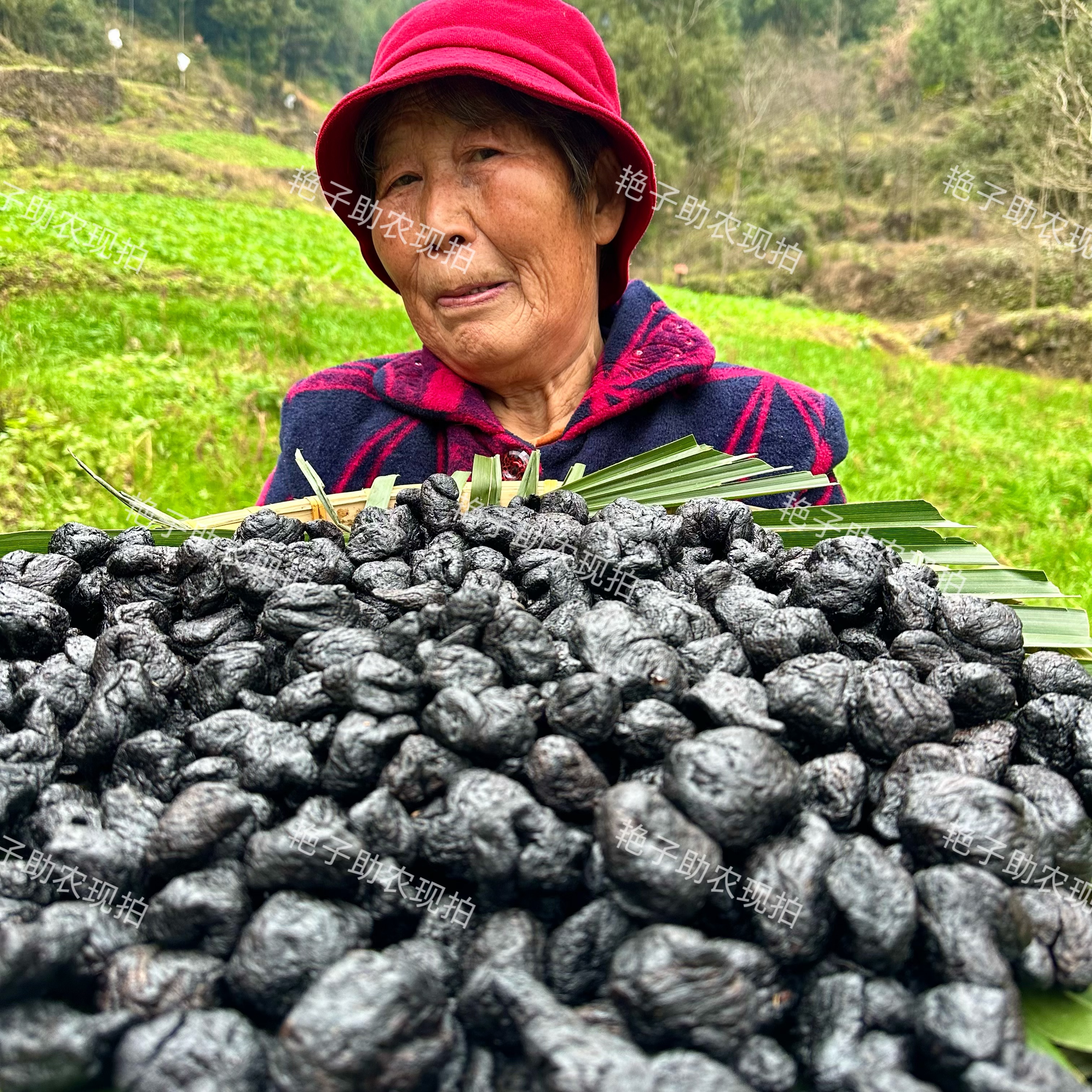 【现收熟地黄】九蒸九制