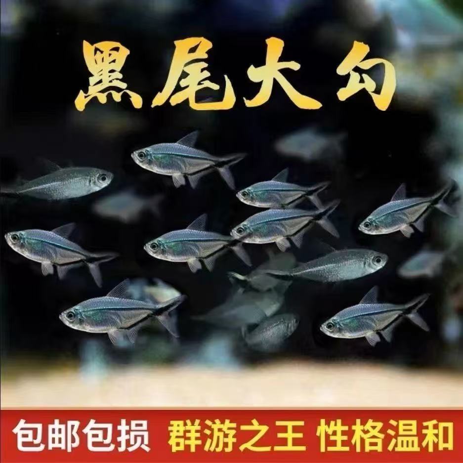 黑尾大鱼群热带鱼观赏鱼热带活体草缸游鱼鱼苗扯旗小型淡水灯科鱼