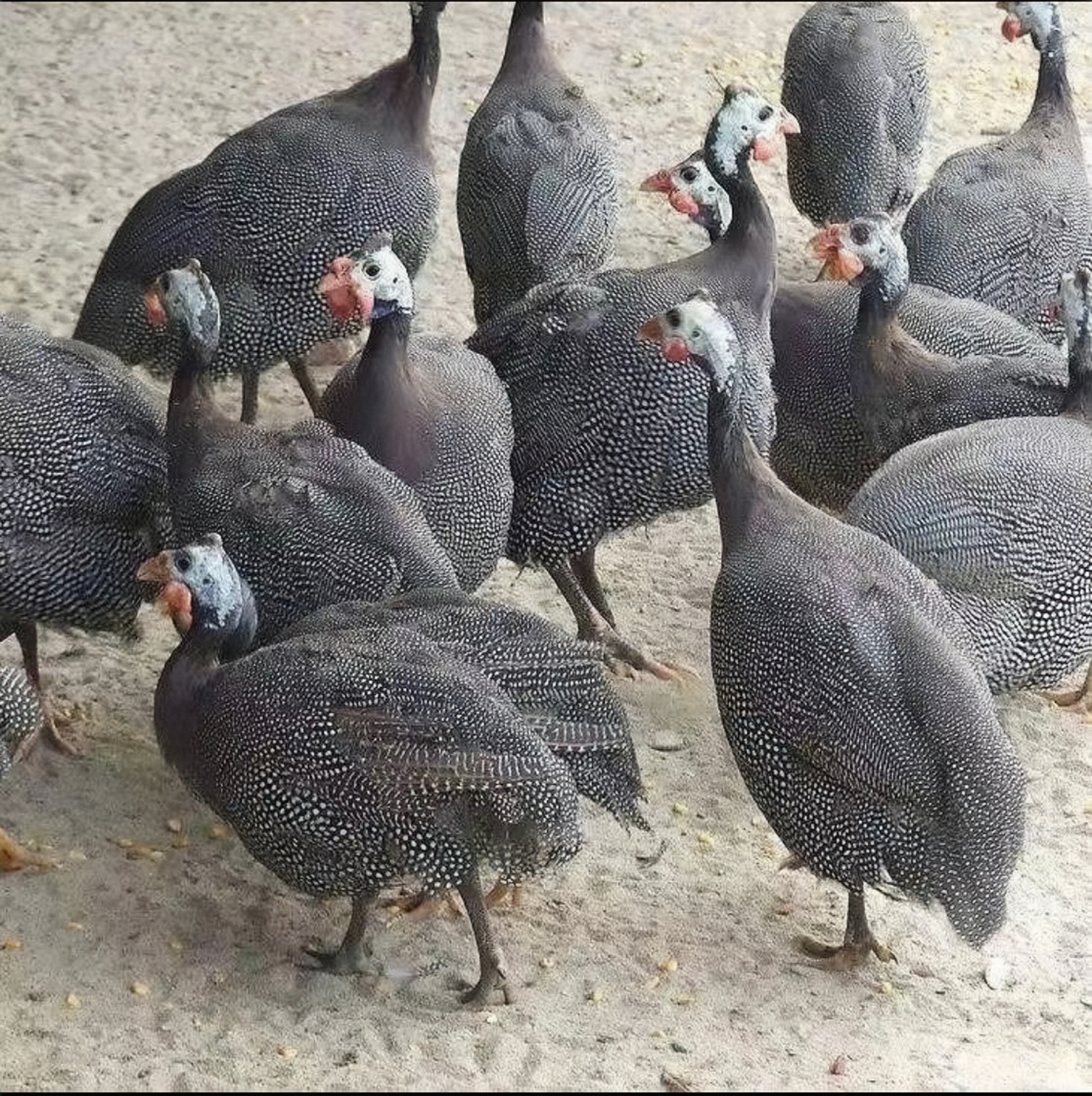 【4只】农家散养珍珠土鸡 肉质紧食 鲜甜美味 炖汤干锅爆炒京东包