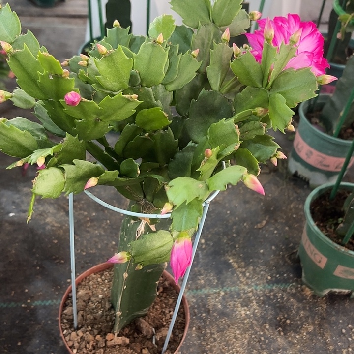 豆***丁当前无花栽培后可以开花
