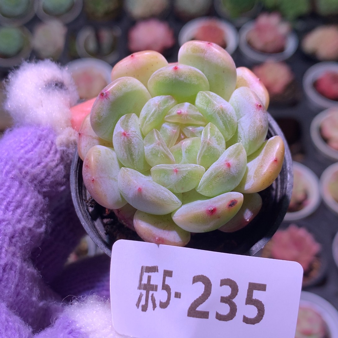 乐然 5-235 白色恋人 