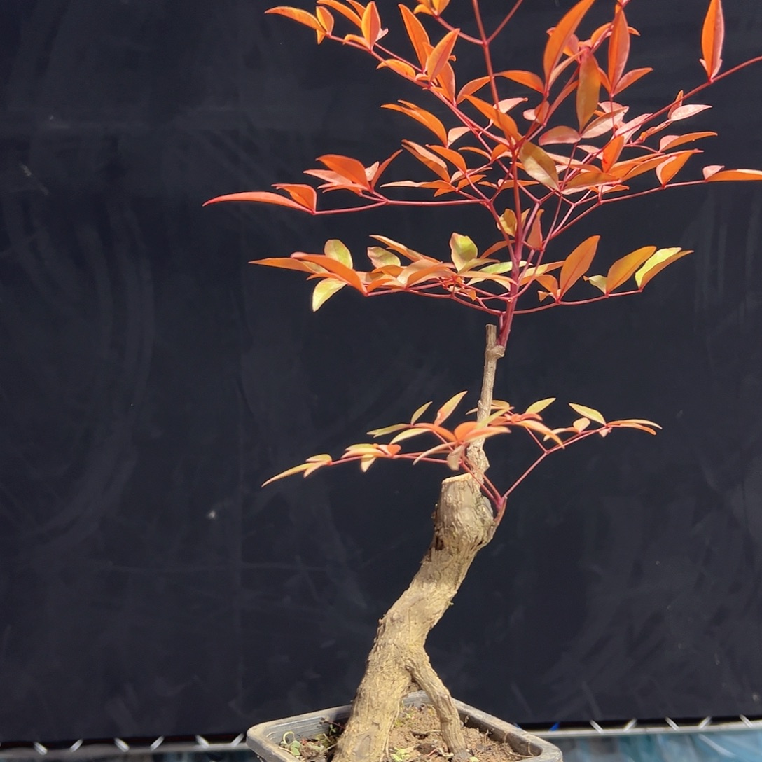 不开花植物0000021