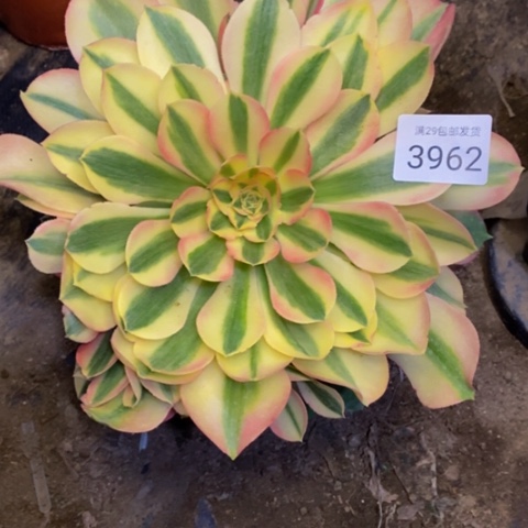 香妃多肉植物3962