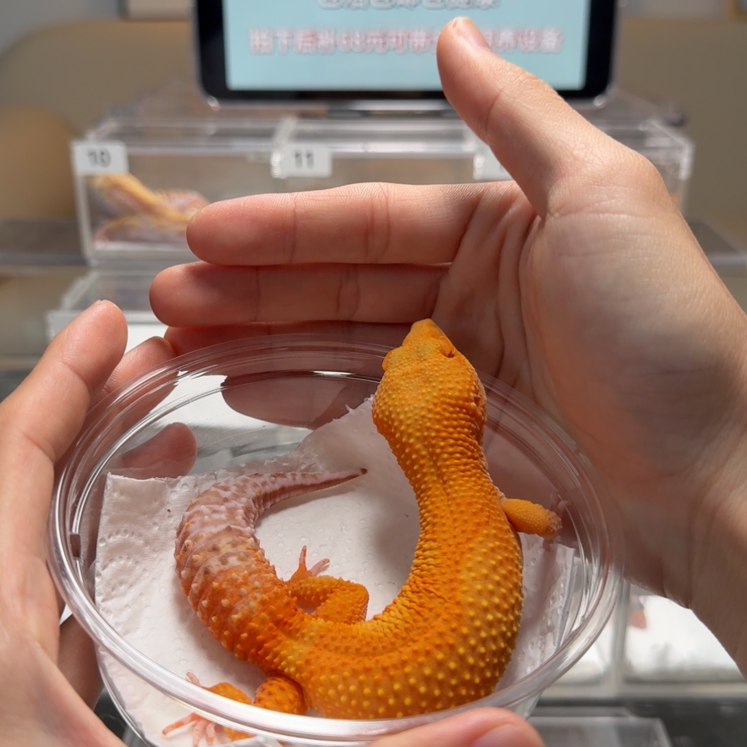 豹纹守宫贝尔蜜桔母