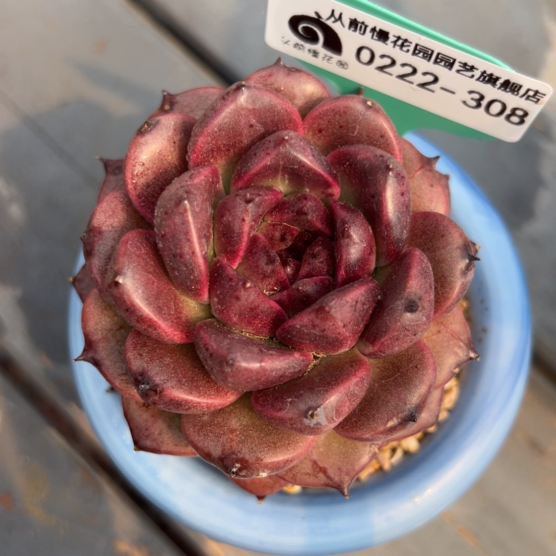 从前慢多肉精选编号0222.308