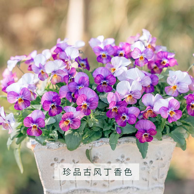 塔莎的花园角堇盆栽草花好养春天生长色系花园爆花