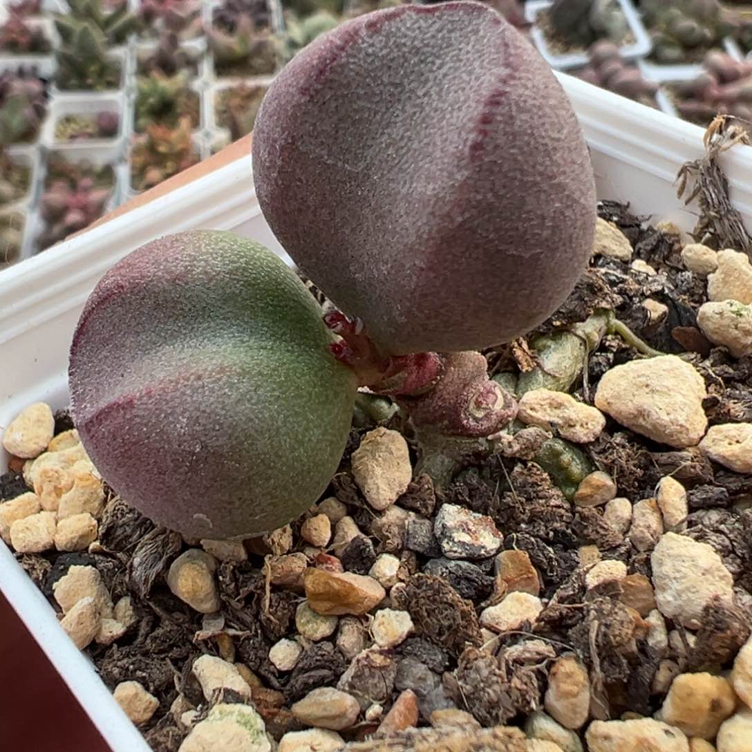 实生新品超胖多肉植物水泡
