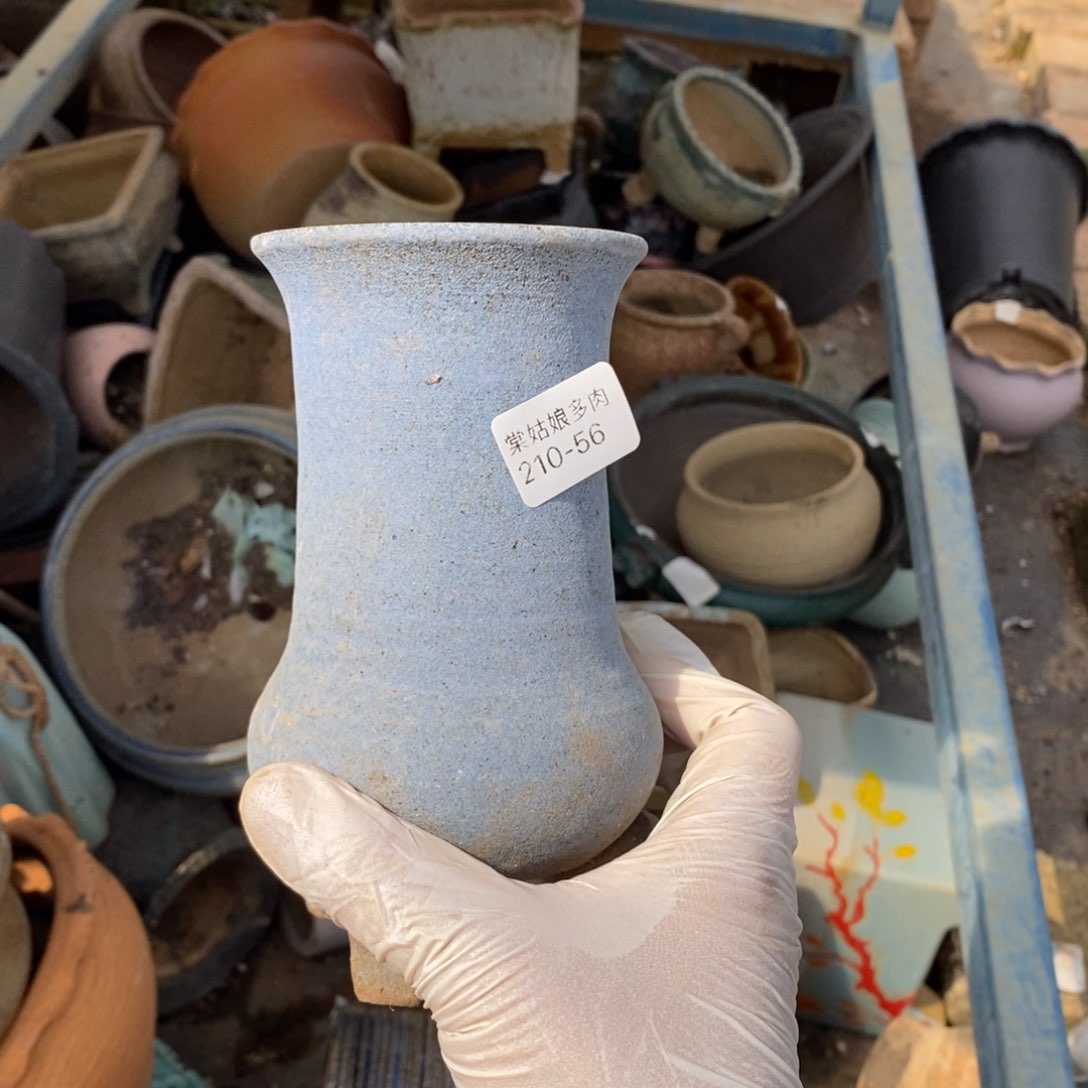 芭*拉56号多肉盆一个呀