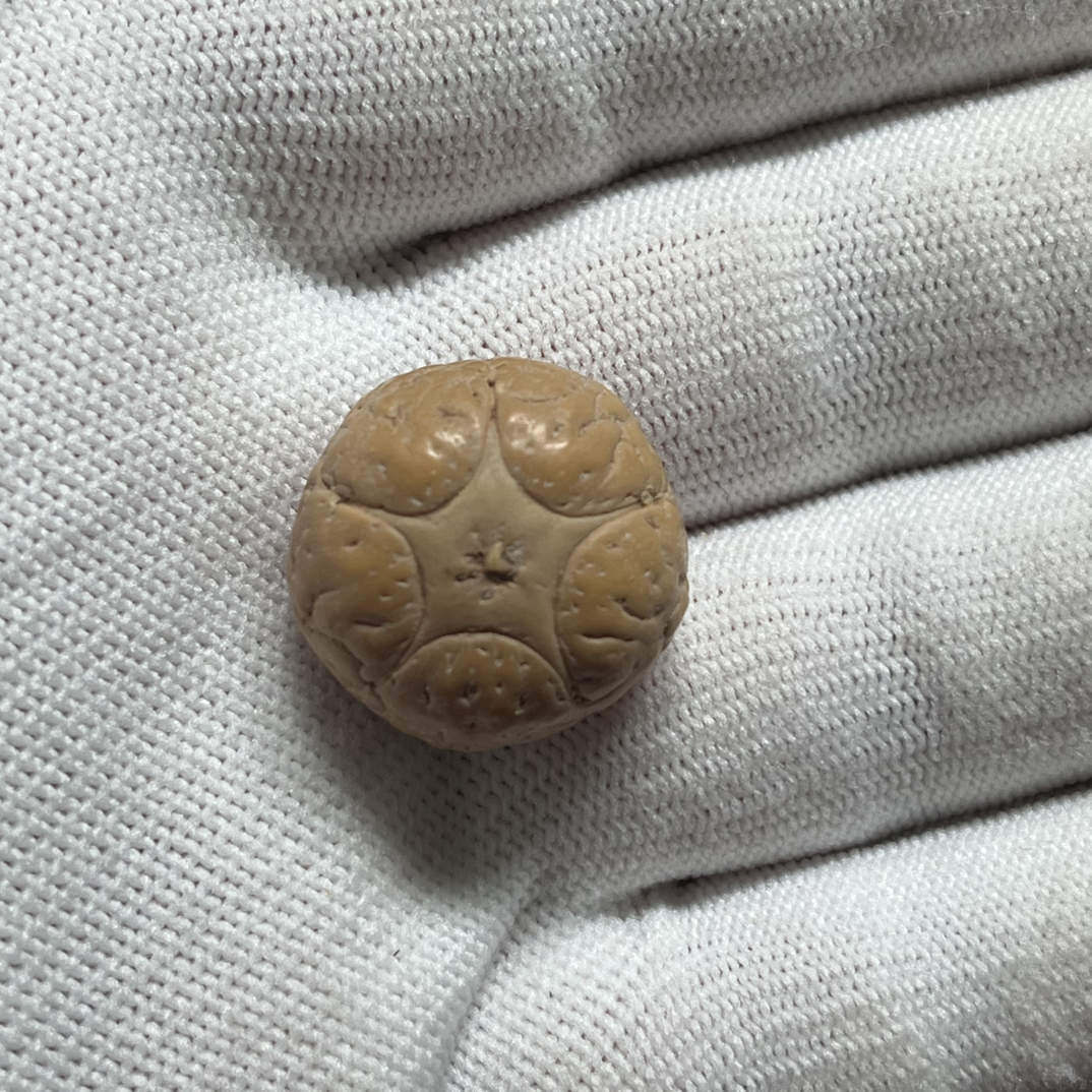 尼泊尔小凤眼五星尺寸21.6mm厚15.6mm