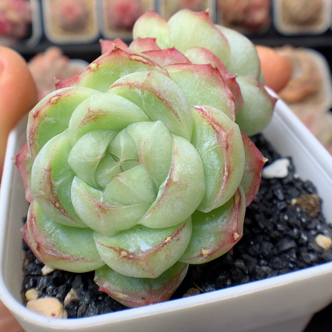 多肉植物。 胖虎49