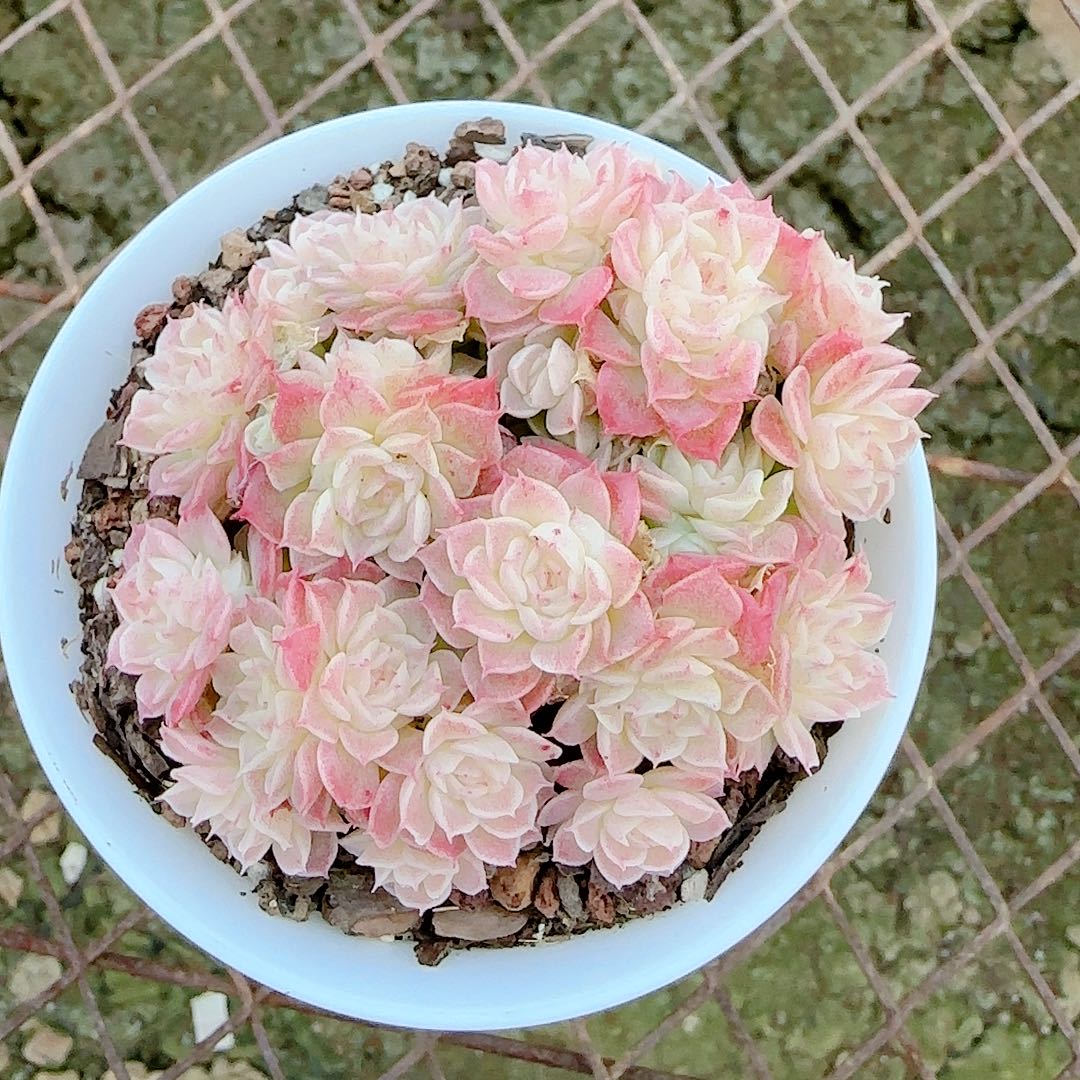 小***粥1204-127（fm-57）优选专拍