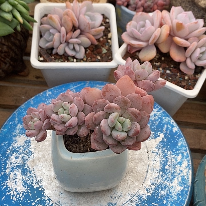 多肉植物肉肉植物