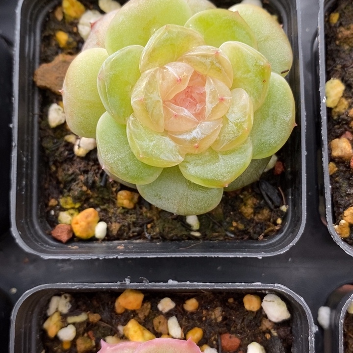 1007 多肉 11111.27