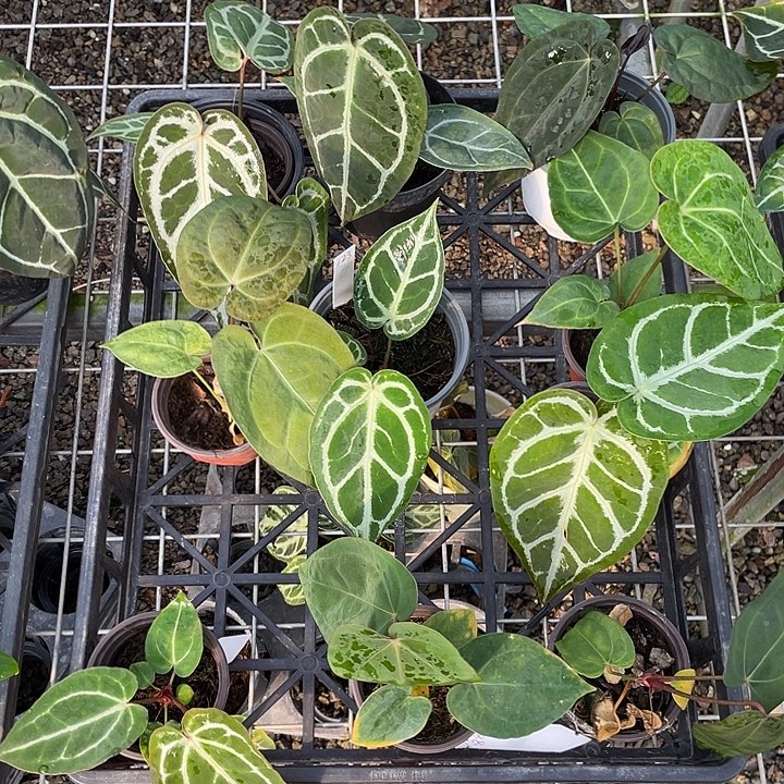 完全开放杂交10颗脱土发，不包叶损，一物一拍123号