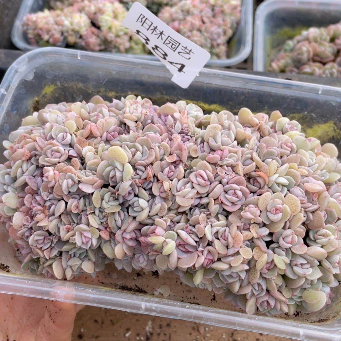 蹲*儿多肉植物多肉植物884