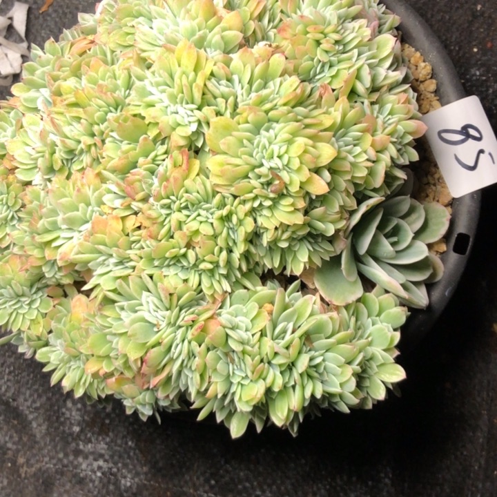 蓉*85////////////////