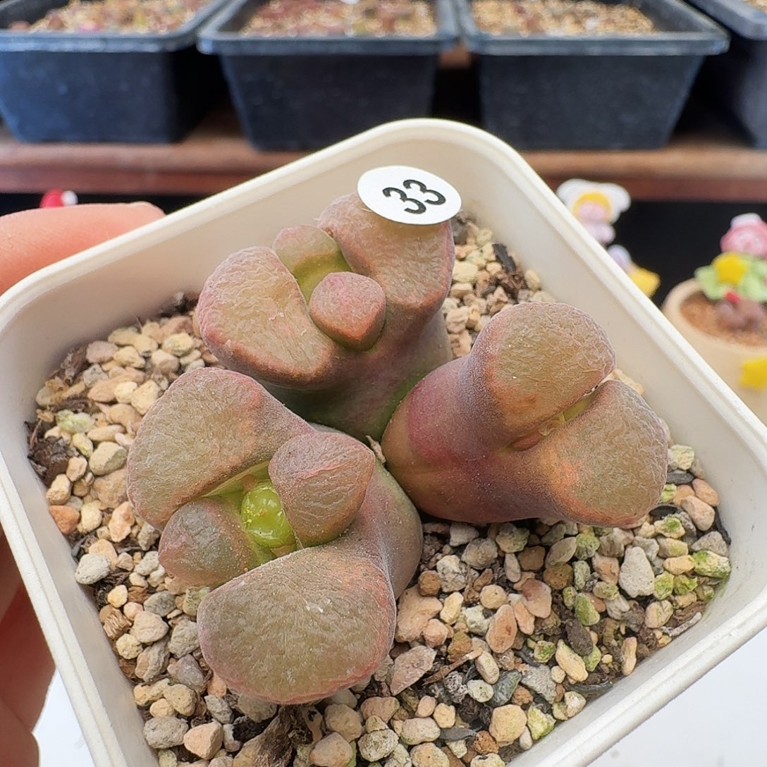 多肉植物福利肉锥33
