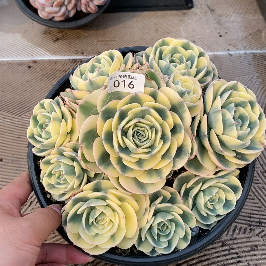 A-11玉碟锦大群群