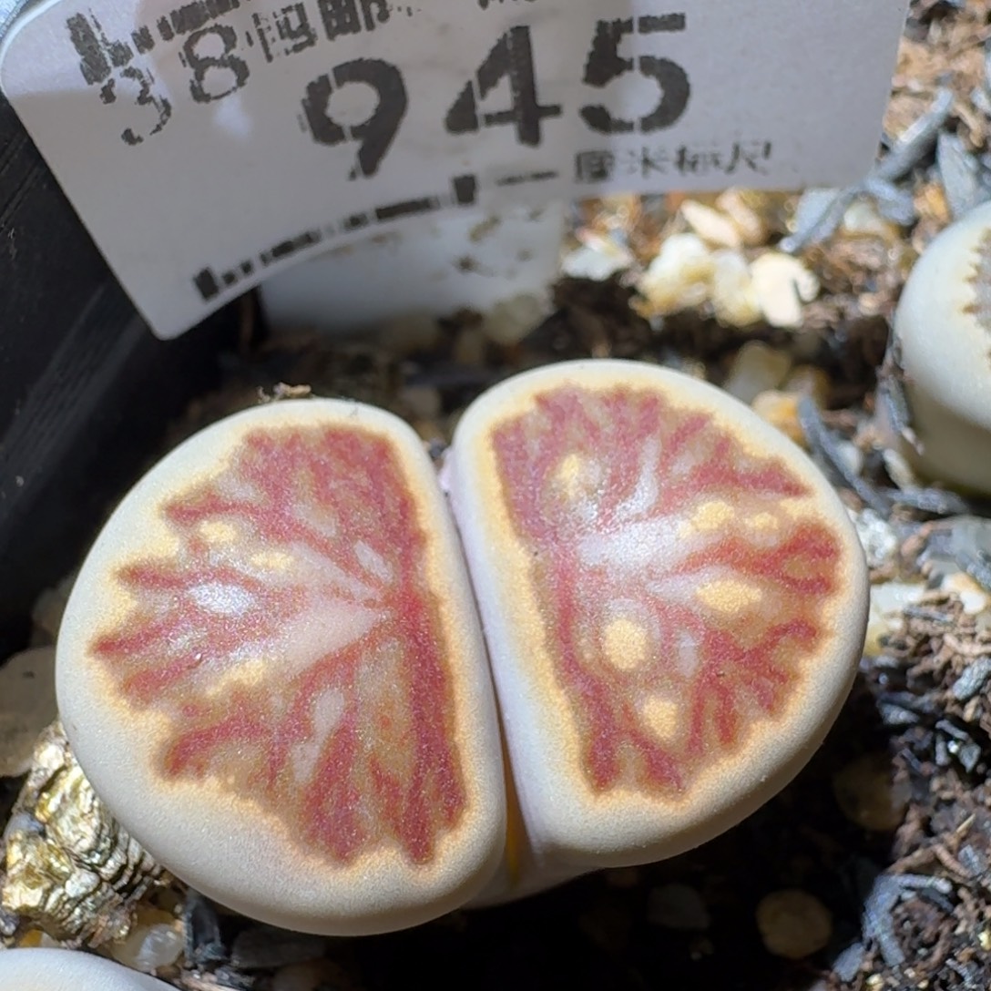 Sss清仓便宜出945