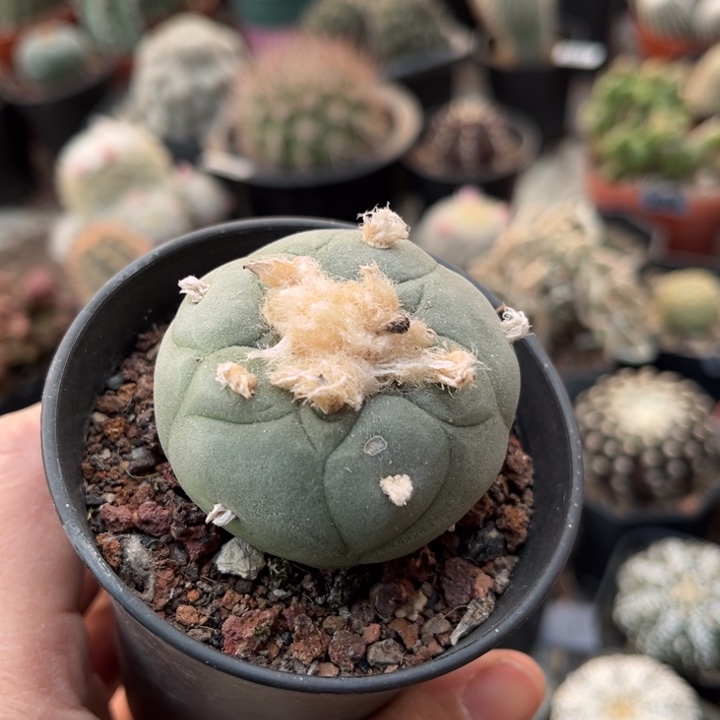 仙人球一物一拍实生