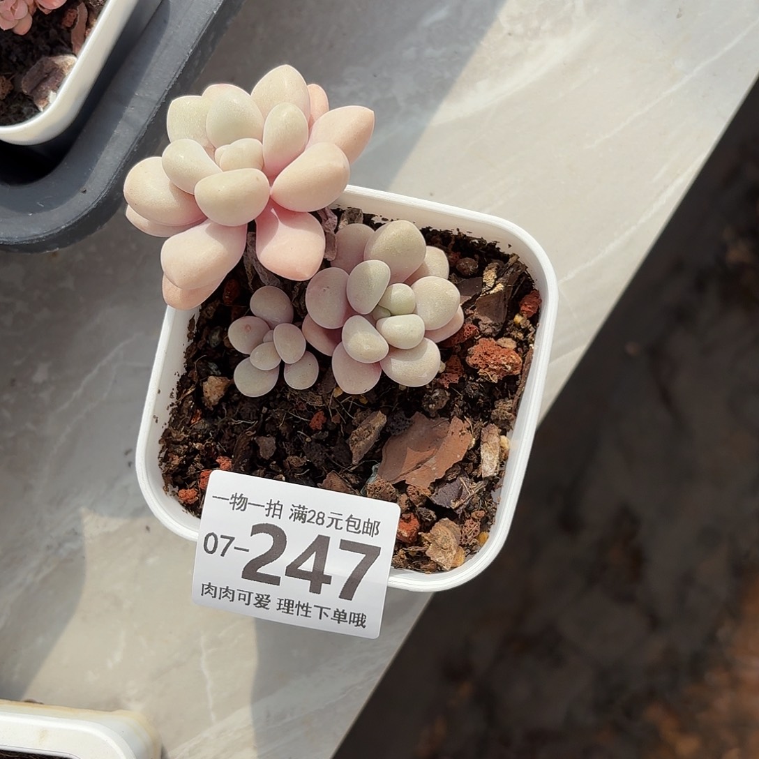艾伦多肉无盆土发货