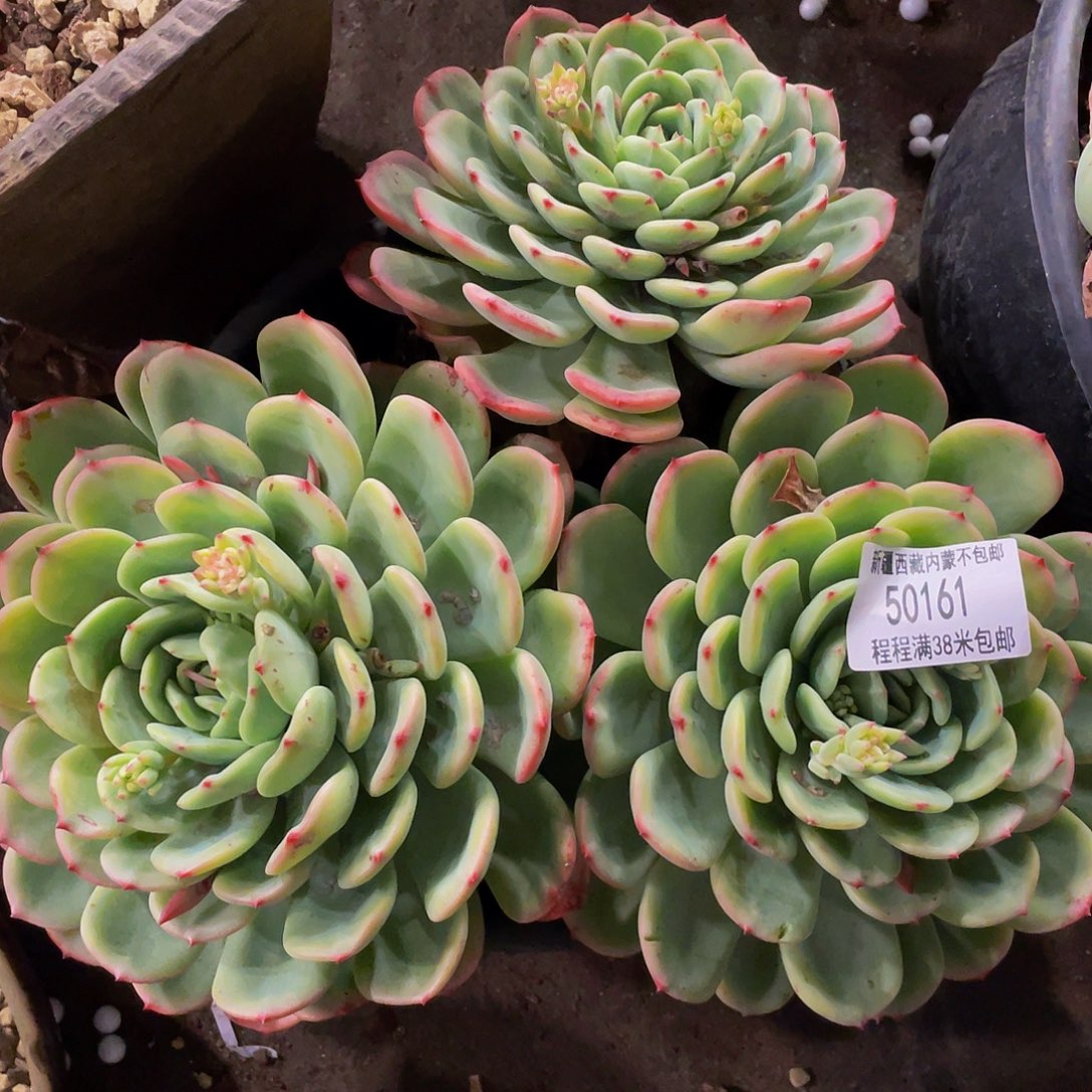 莉*三文鱼50161多肉