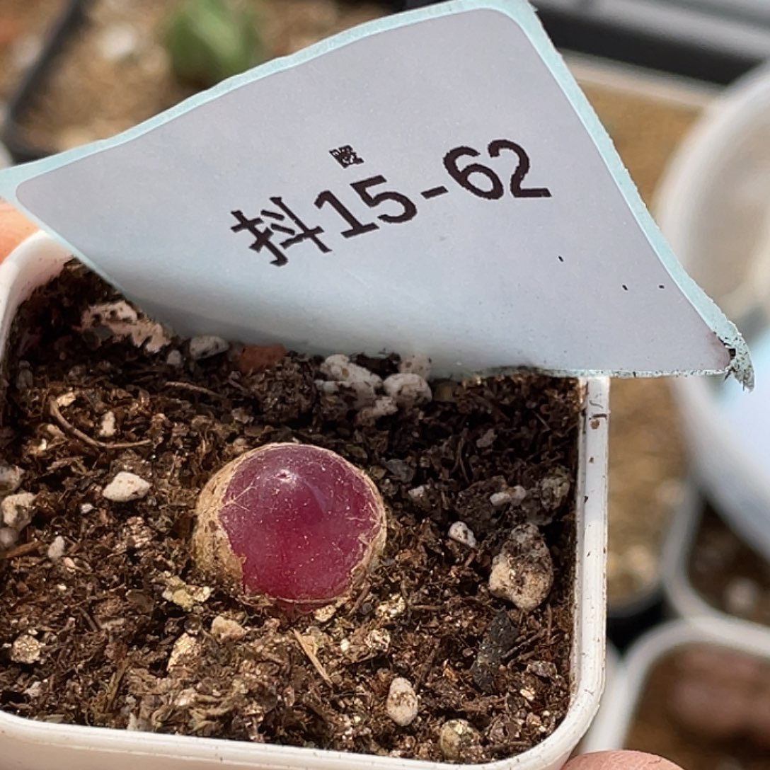 15-62灯泡多肉植物