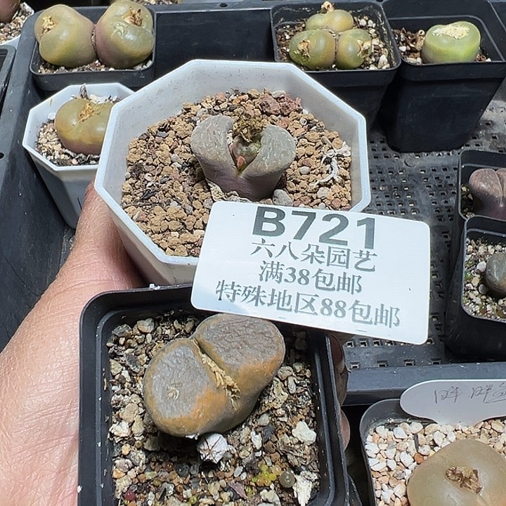 康***熈721号风铃2个多肉植物