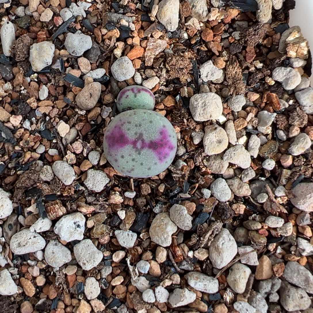 独家杂交“将鸽” 星星眼款 多肉植物