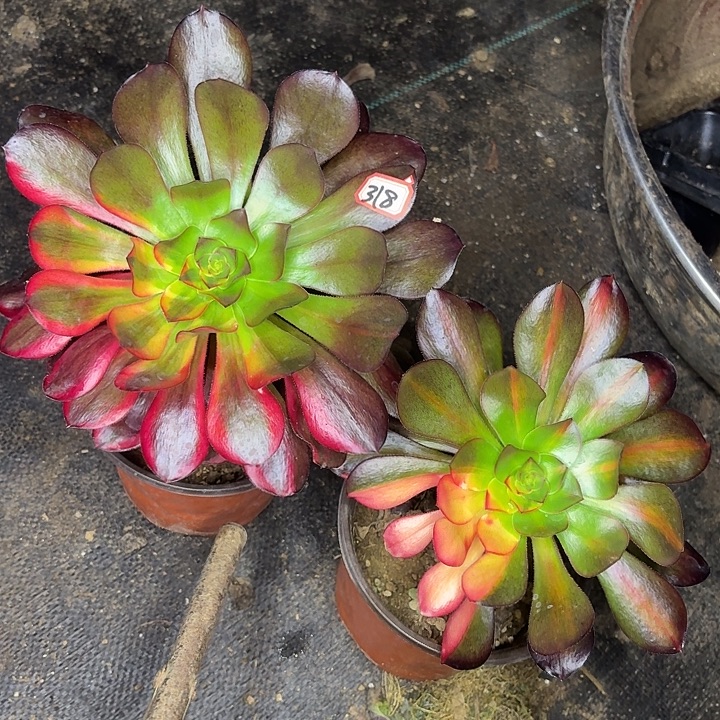 巫毒七彩两个318多肉植物