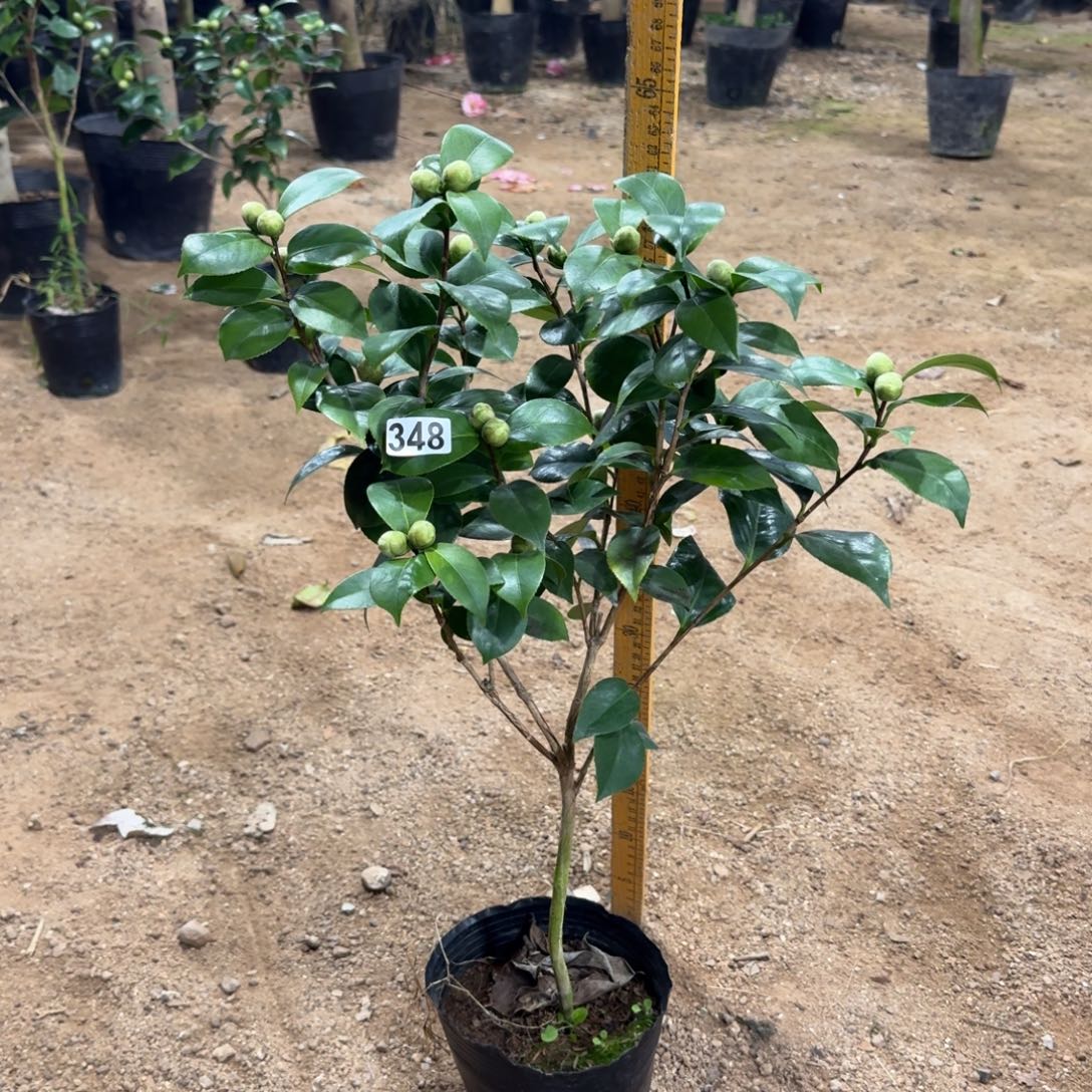 少量花朵（建议范围：2朵-5朵 或40%以下）348十八学生