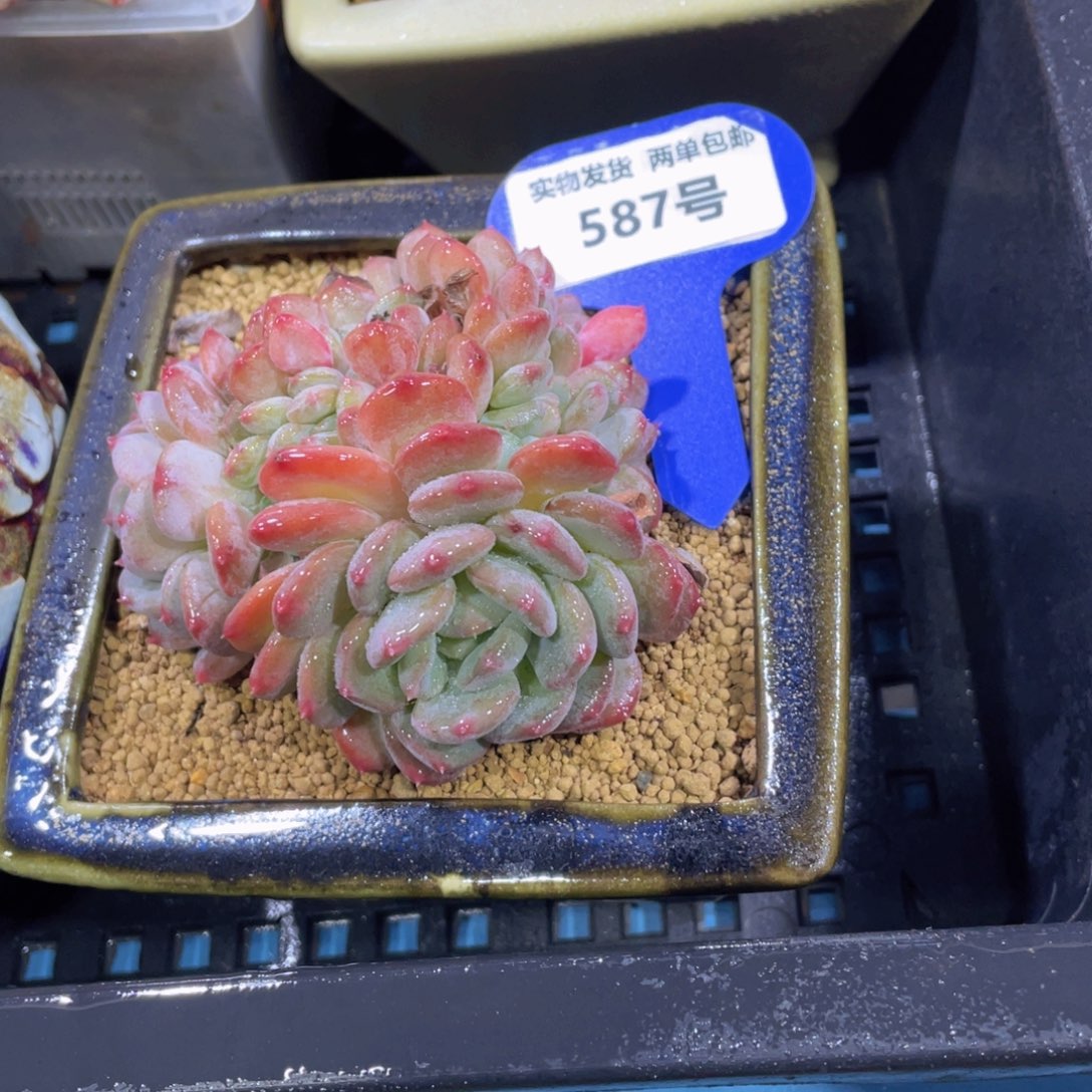 587号 龙头老桩水晶琥珀缀化