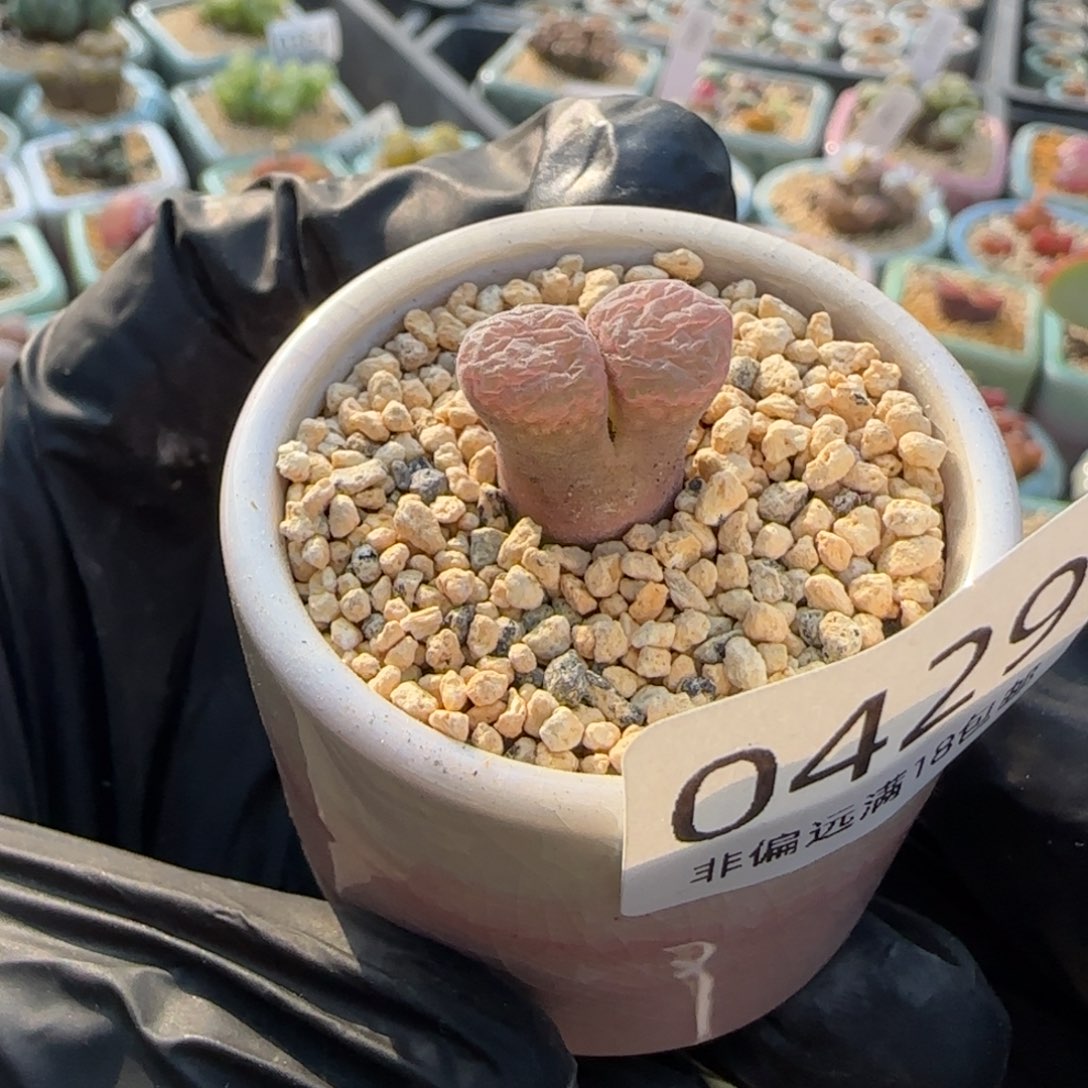 0429--一物一拍 带盆