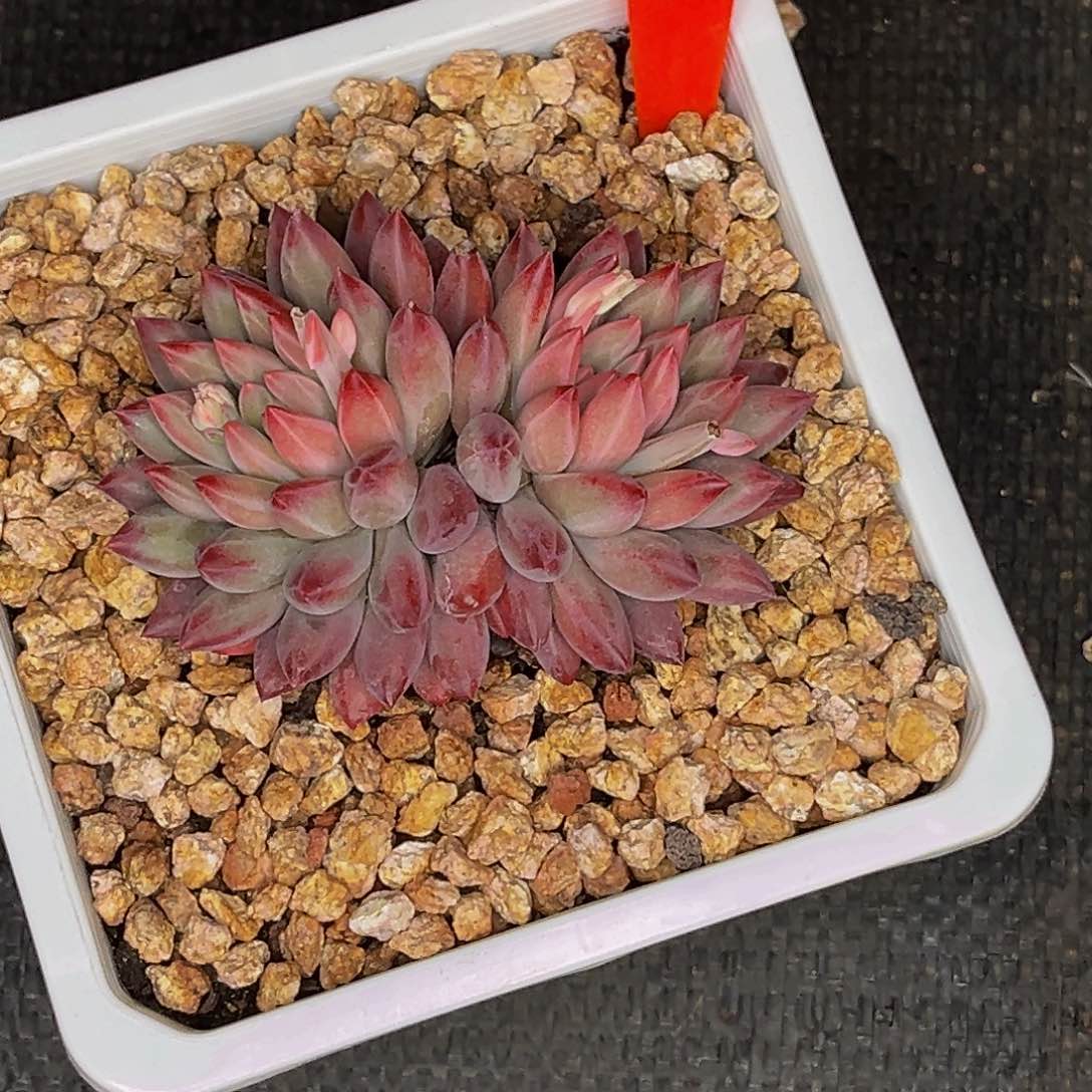 0010号晚上多肉植物群生多肉