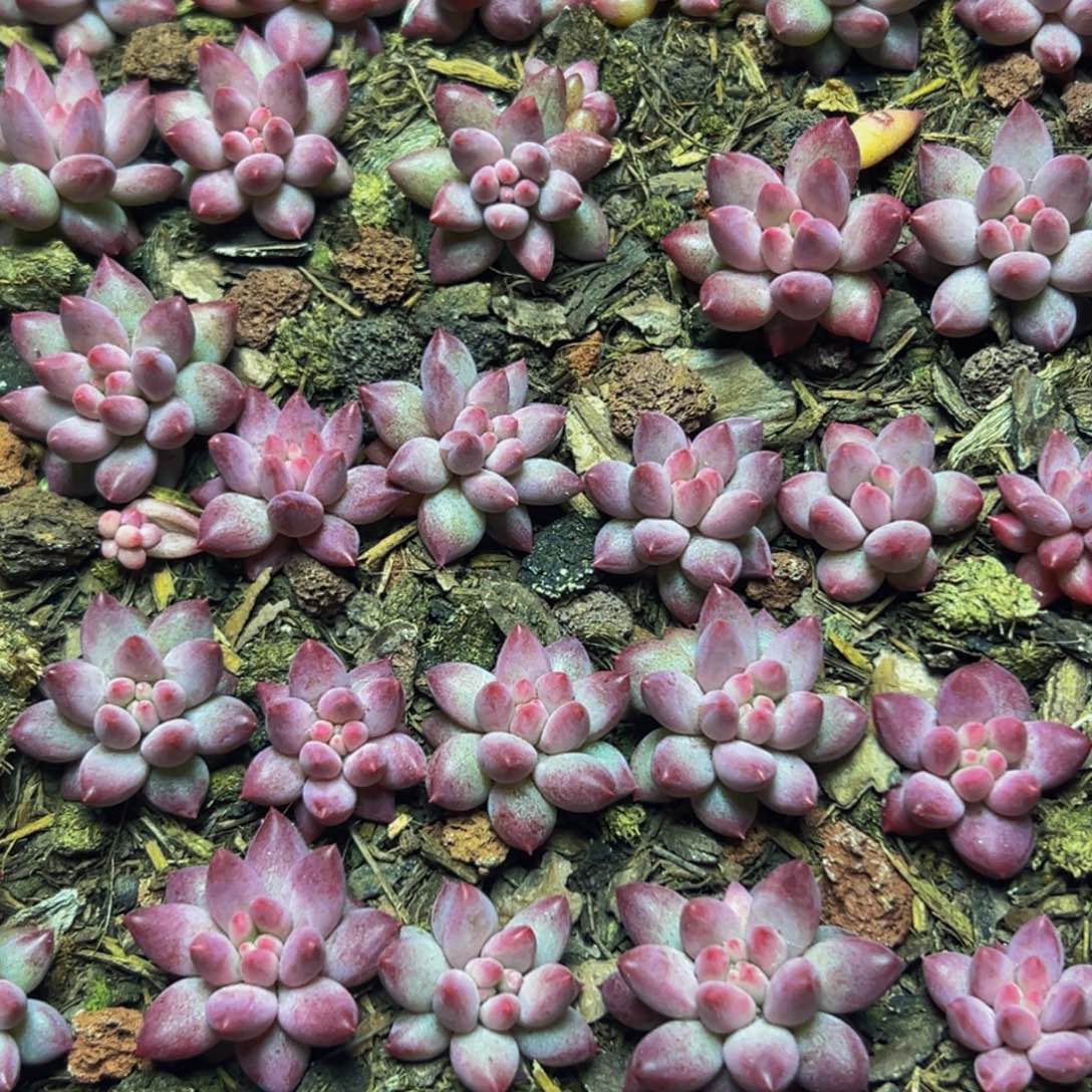 10美人系列多肉植物福利小苗