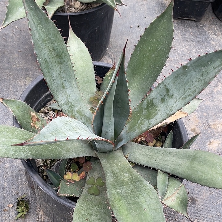 艾***王无花朵龙舌兰绿色植物