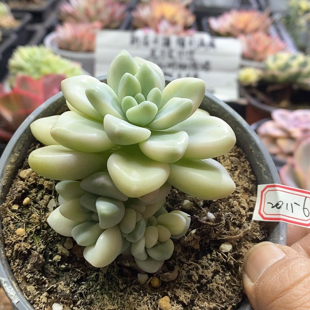 20156奶酪蛋糕锦多肉植物