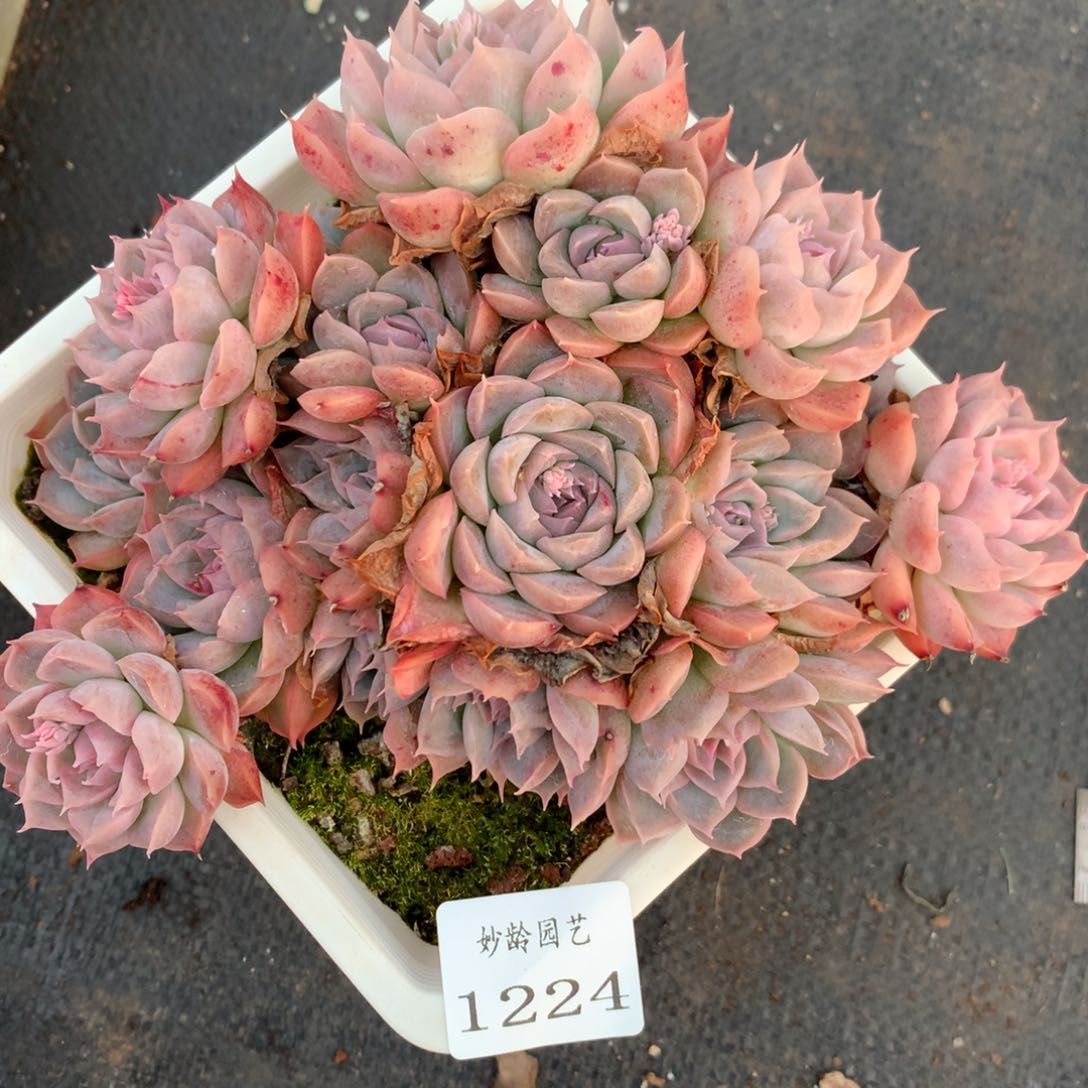 1224杂交精品基地15厘米