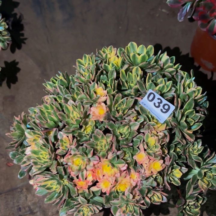 039甜茶多肉植物不售后