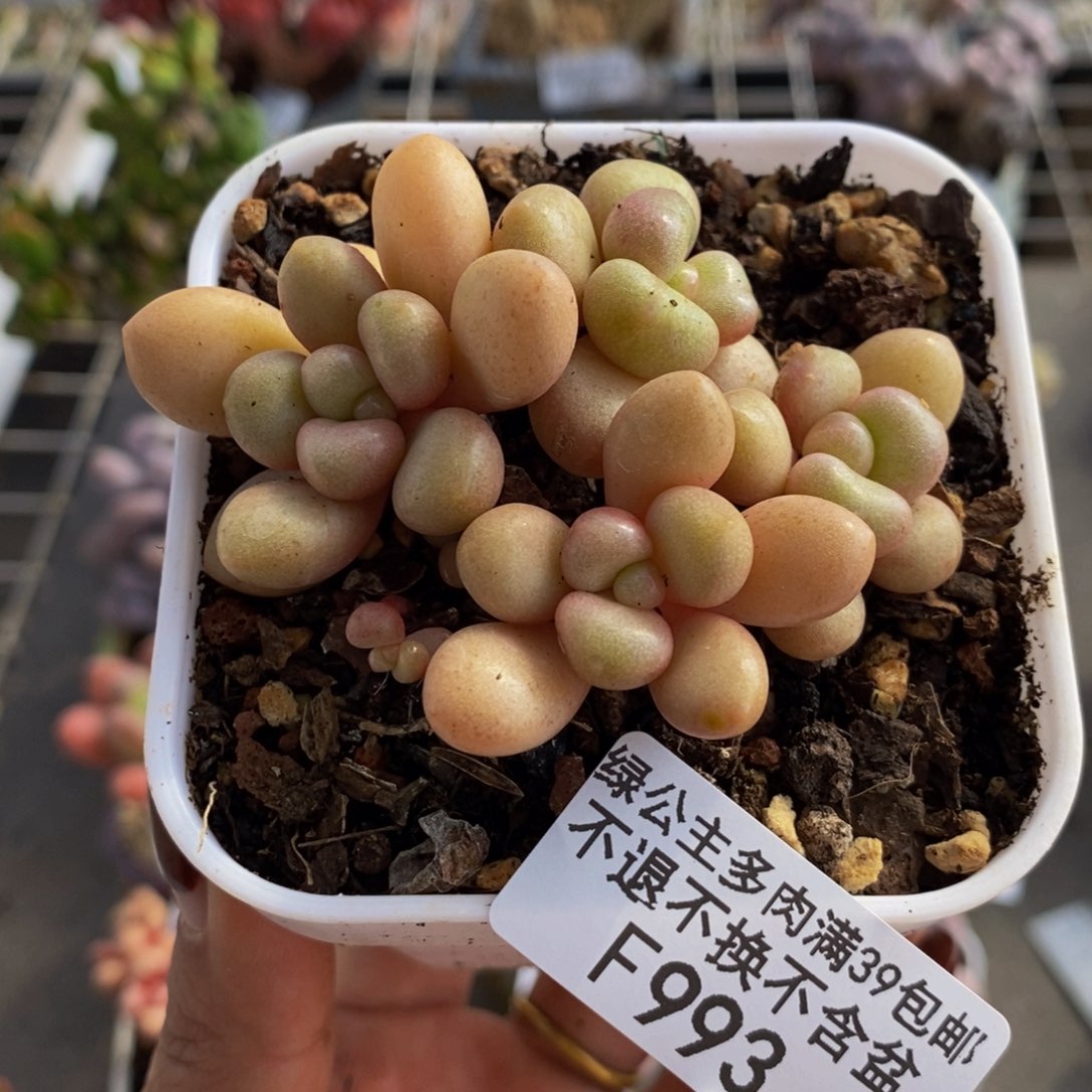 先锋派993/6cm多肉