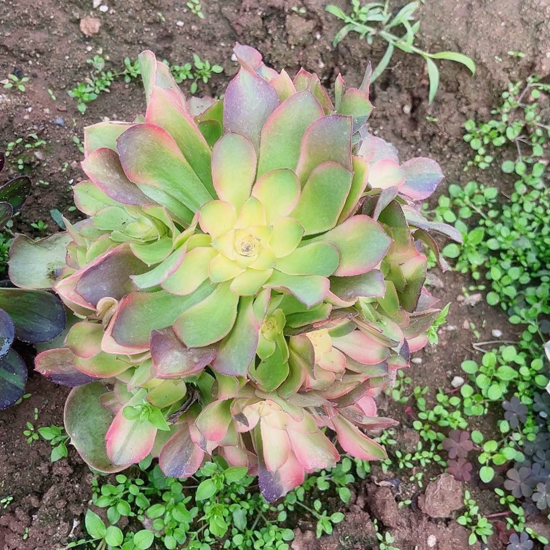 韶修七彩多肉植物