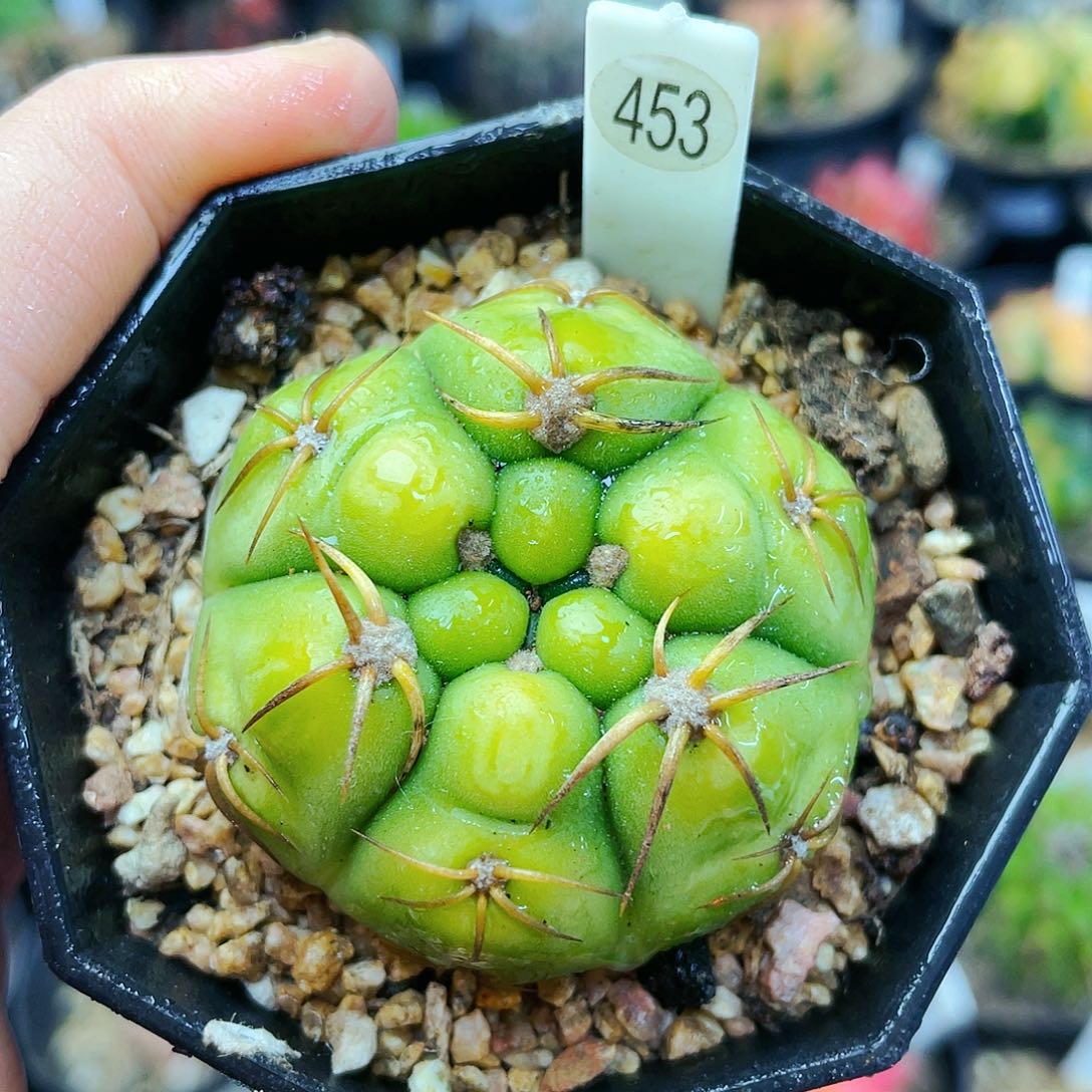 非偏远地区满25发货仙人球