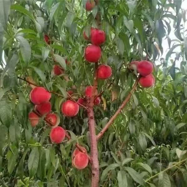 阳光现挖：红桃裸根苗当年栽春天开花结果南北方种植