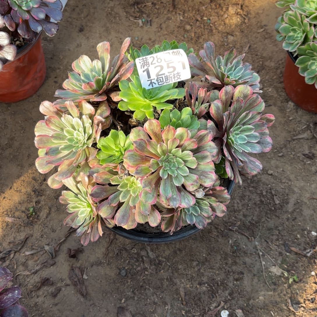 M. 1251粉带多肉1122333