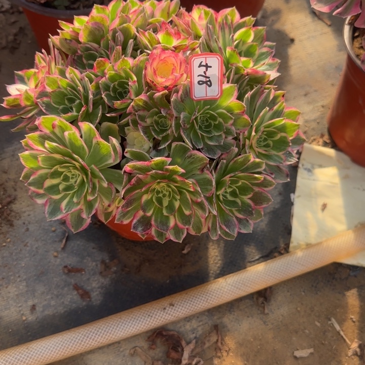 5-18海王多肉不包售后