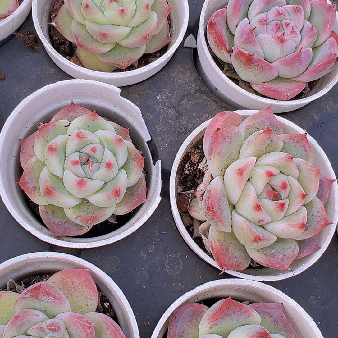 5厘米盆胖吉19包邮