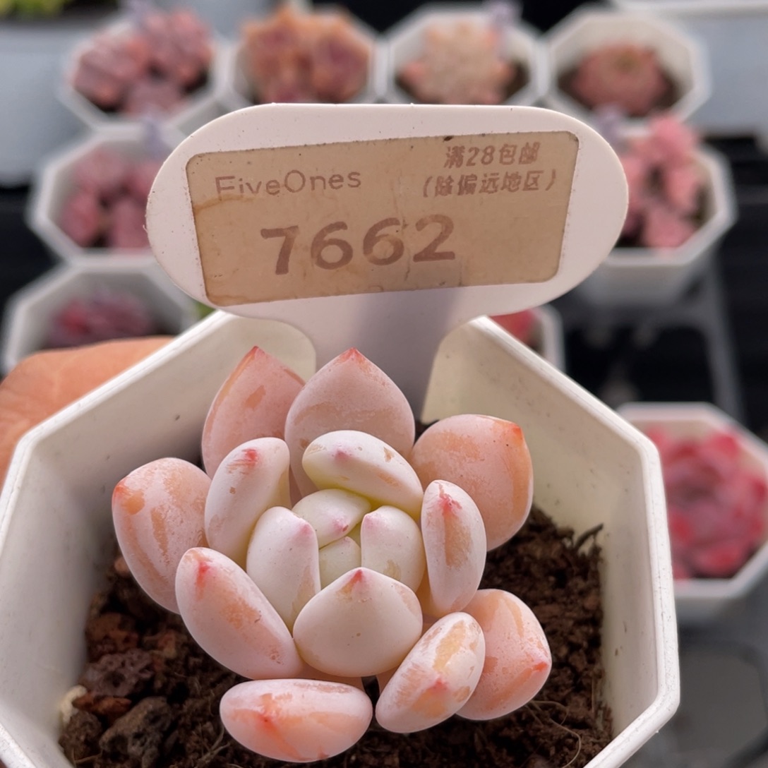 冷香7662-4.0厘米